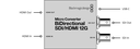Blackmagic Micro Converter BiDirectional SDI/HDMI 12G PSU